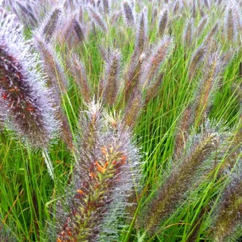 Sazenice DOCHAN PSÁRKOVITÝ 'BLACK BEAUTY' kont. 2L