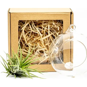 Gardners Aerárium s Tillandsií Ionantha green v dárkovém balení Tillandsie, kykatka