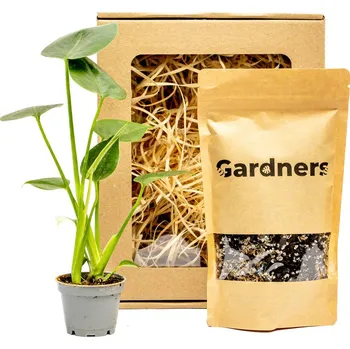 Bytová dekorace Gardners Set Monstera deliciosa a substrát v dárkovém balení Monstera skvostná