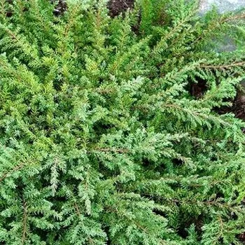 Sazenice JALOVEC OBECNÝ ´REPANDA´ kont. 3L