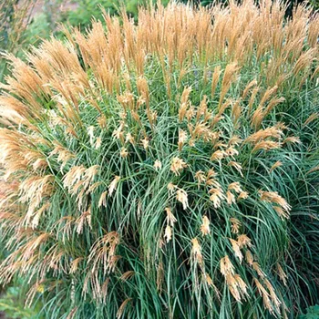 Sazenice Ozdobnice čínská 'Yakushima Dwarf' kont. 2L