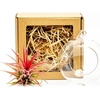 Gardners Aerárium s Tillandsií Ionantha red v dárkovém balení Tillandsie, kykatka