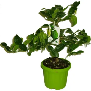 Sazenice Citrus hystrix - kafrová limeta - Mauricijská papeda