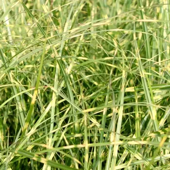 Sazenice OZDOBNICE ČÍNSKÁ ´LITTLE ZEBRA´ kont. 2L