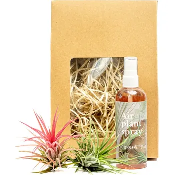 Gardners Set tillandsií s hnojivem v dárkovém balení Tillandsie, kykatka