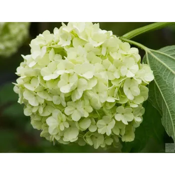 Sazenice Kalina obecná 'Roseum' Balení: kontejner C12, Tvar: výška 100-125cm