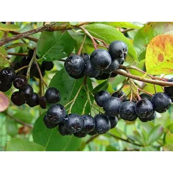 Sazenice Černý jeřáb kontejner C12, výška 80-100cm