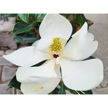 Sazenice Šácholán velkokvětý 'Little Gem' Balení: kontejner p17