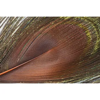 Paví oko Peacock Eye Orange