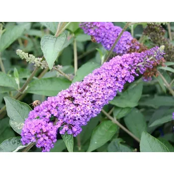 Sazenice Komule Davidova 'Lochinch' Balení: kontejner p12