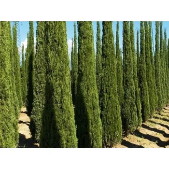 Sazenice Cypřiš stálezelený 'Totem' Balení: kontejner p19