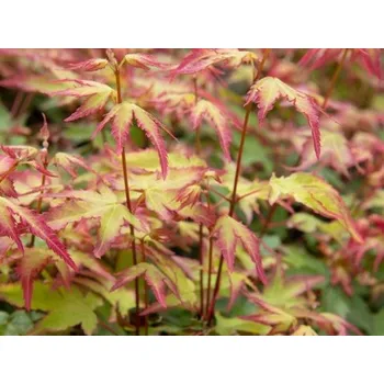 Sazenice Javor dlanitolistý 'Little Princess' Balení: kontejner C3