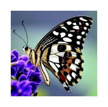 Dekorativní magnet Magnetický motýl