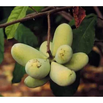 Sazenice Asimina triloba 'SAA Zimmerman'