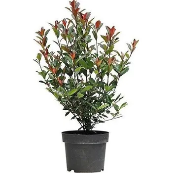 Sazenice Blýskavka Fraserova 'CARRE ROUGE' 80-100cm, (kontejner)