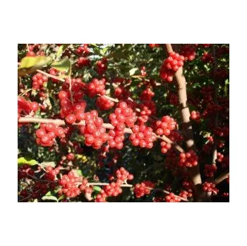 Sazenice Elaeagnus umbellata ´Sweet and Tart´ - hlošina okoličnatá