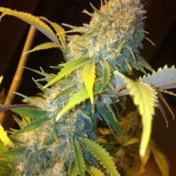 Semeno Phoenix Seeds - Northern Lights Express Auto 1 ks