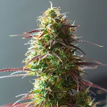 Semeno PowerStrains - 5Star Auto Strawberry Haze 1 ks