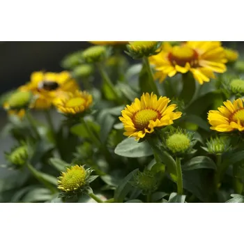 Sazenice levandule-online.cz Gaillardia Arizona Apricot 10 cm