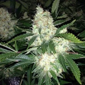 Semeno Phoenix Seeds - AK27 Express Auto 1 ks