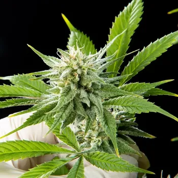 Semeno Philosopher Seeds - Pure CBD Punch 3 ks