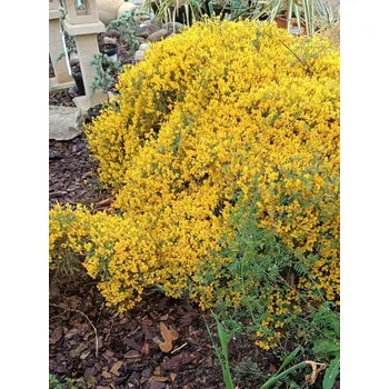 Sazenice Kručinka lydijská 5-10 cm Ko 12 cm