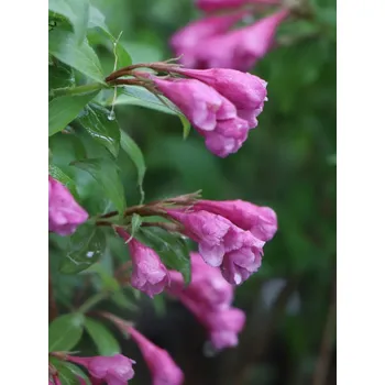 Sazenice Vajgélie květnatá 'Minuet´ 5-15 cm Ko 12 cm