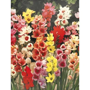 Semeno Lukon Glads Ixia hybrids mix - duhovnice, jihoafrická lilie Množství: 3