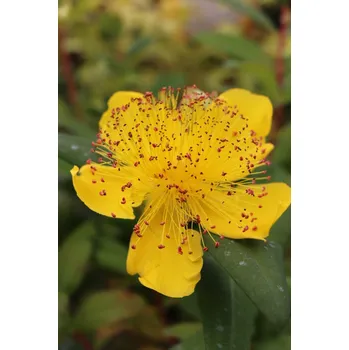 Sazenice Třezalka kalíškatá 5-20 cm Ko 12 cm