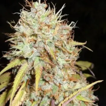 Semeno Phoenix Seeds - Amnesia Express Auto 5 ks