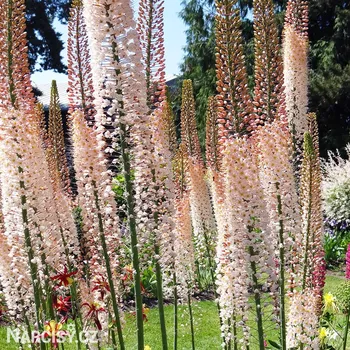 Cibulovina Liliochvostec - Eremurus Pink robustus .: 1 ks