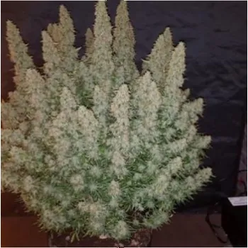 Semeno Phoenix Seeds - Big Yield Auto 3 ks