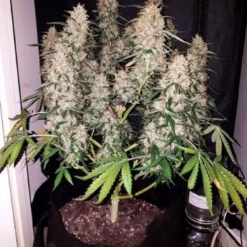 Semeno Phoenix Seeds - CBD Auto 3 ks