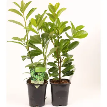 Sazenice Prunus laurocerasus ´NOVITA´ 30cm, kontejner