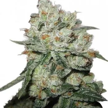 Semeno Phoenix Seeds - OG Kush 3 ks