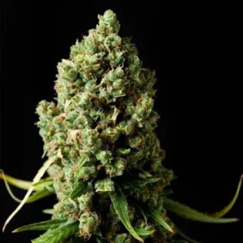Semeno Phoenix Seeds - Original Skunk 1 ks