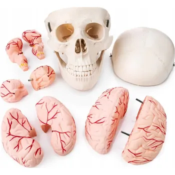 anatomický model Model lidské lebky s mozkem