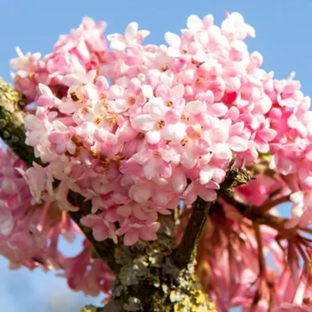 Sazenice KALINA BODNANSKÁ ´CHARLES LAMONT´ kont. 3L