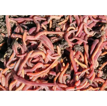 RYVAFISHING-ŽÍŽALA HNOJNÍ HNOJÁK-30KS