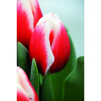 Semeno Lukon Glads Tulipán DE DIJK - tulipa
