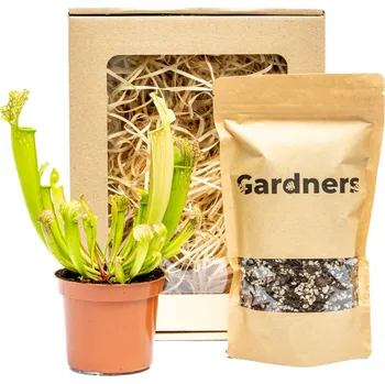 Gardners Set masožravka Sarracenia a substrát v dárkovém balení Špirlice
