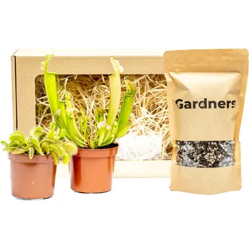 Bytová dekorace Gardners Set masožravek Dionaea + Sarracenia a substrát v dárkovém balení Mucholapka podivná, Špirlice