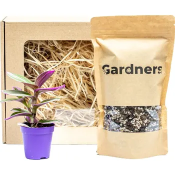 Gardners Set Tradescantia albiflora Nanouk a substrát v dárkovém balení Podeňka, voděnka