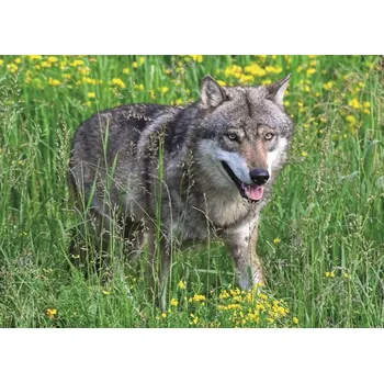 Ravensburger puzzle nebojácný vlk 1000 dílků