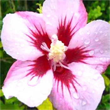 Sazenice IBIŠEK SYRSKÝ 'MATHILDE' ko 2L