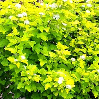 Sazenice TAVOLA KALINOLISTÁ ´DART´S GOLD´ kont. 2L