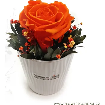 umělá květina Stabilizovaná růže Cindy Barva: Orange