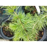 Cedr libanonský - Cedrus libani