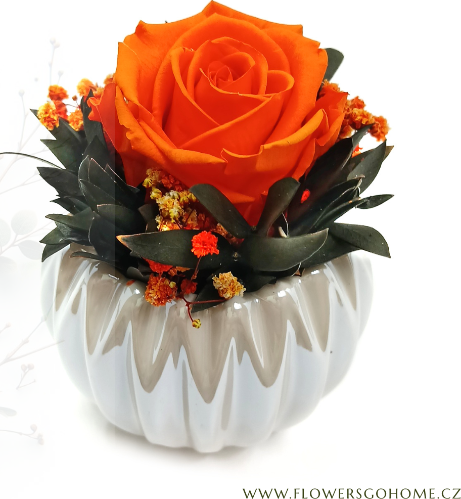 Stabilizovaná růže Perla Barva: Orange