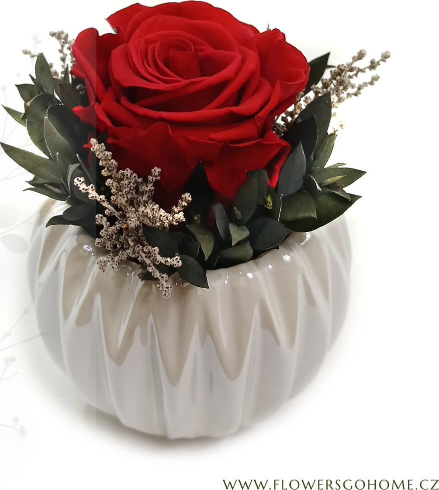 Stabilizovaná růže Perla Barva: Red